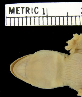 Media type: image;   Herpetology R-5740
